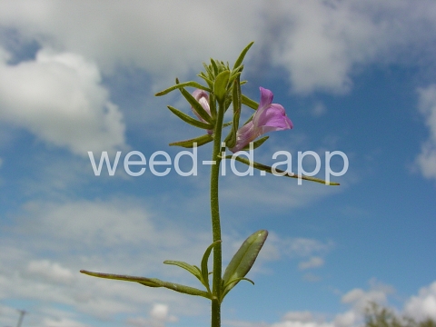 snapdragon, lesser